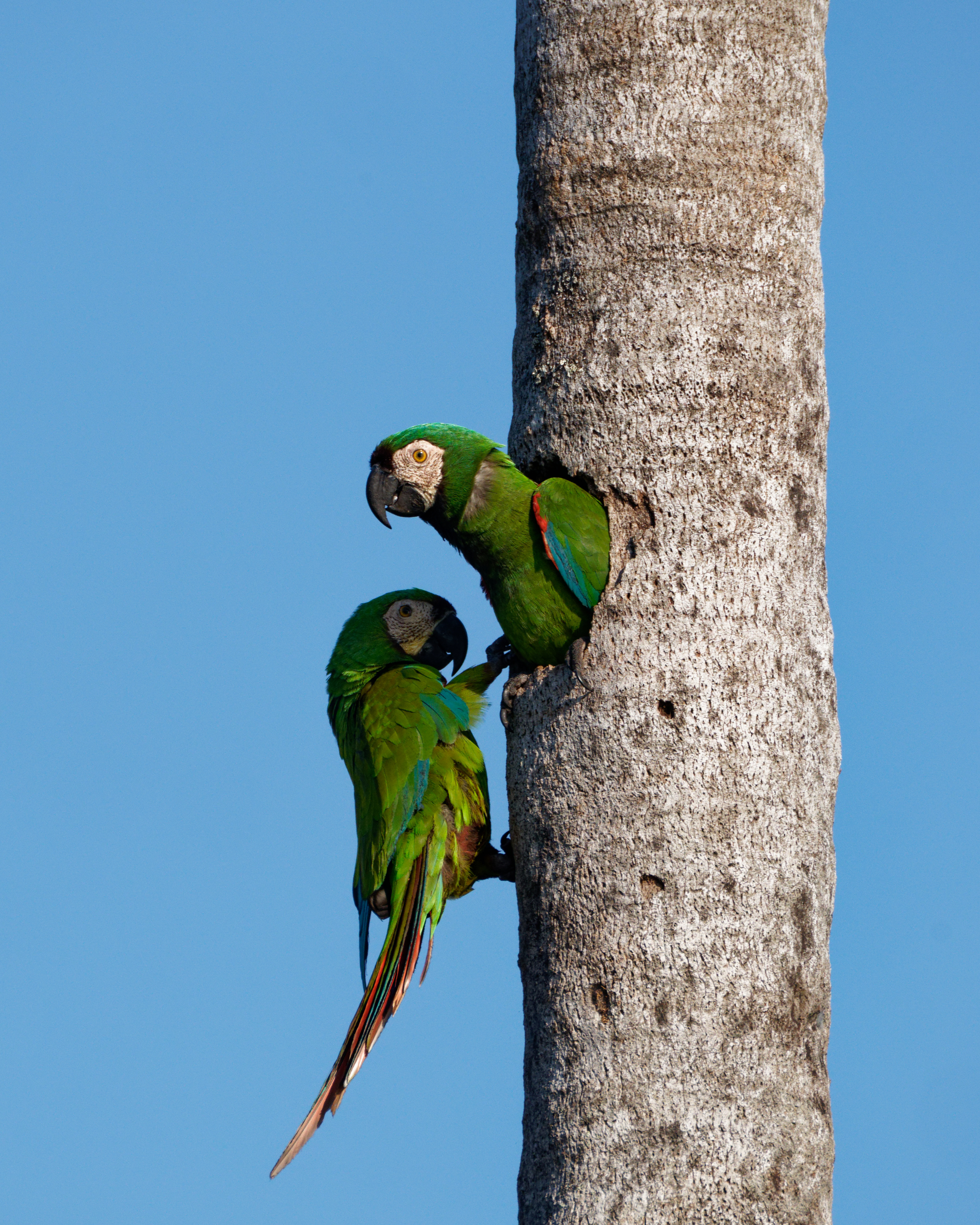 Wild Chestnut-fronted Macaws cling to a palm tree