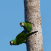 Wild Chestnut-fronted Macaws cling to a palm tree
