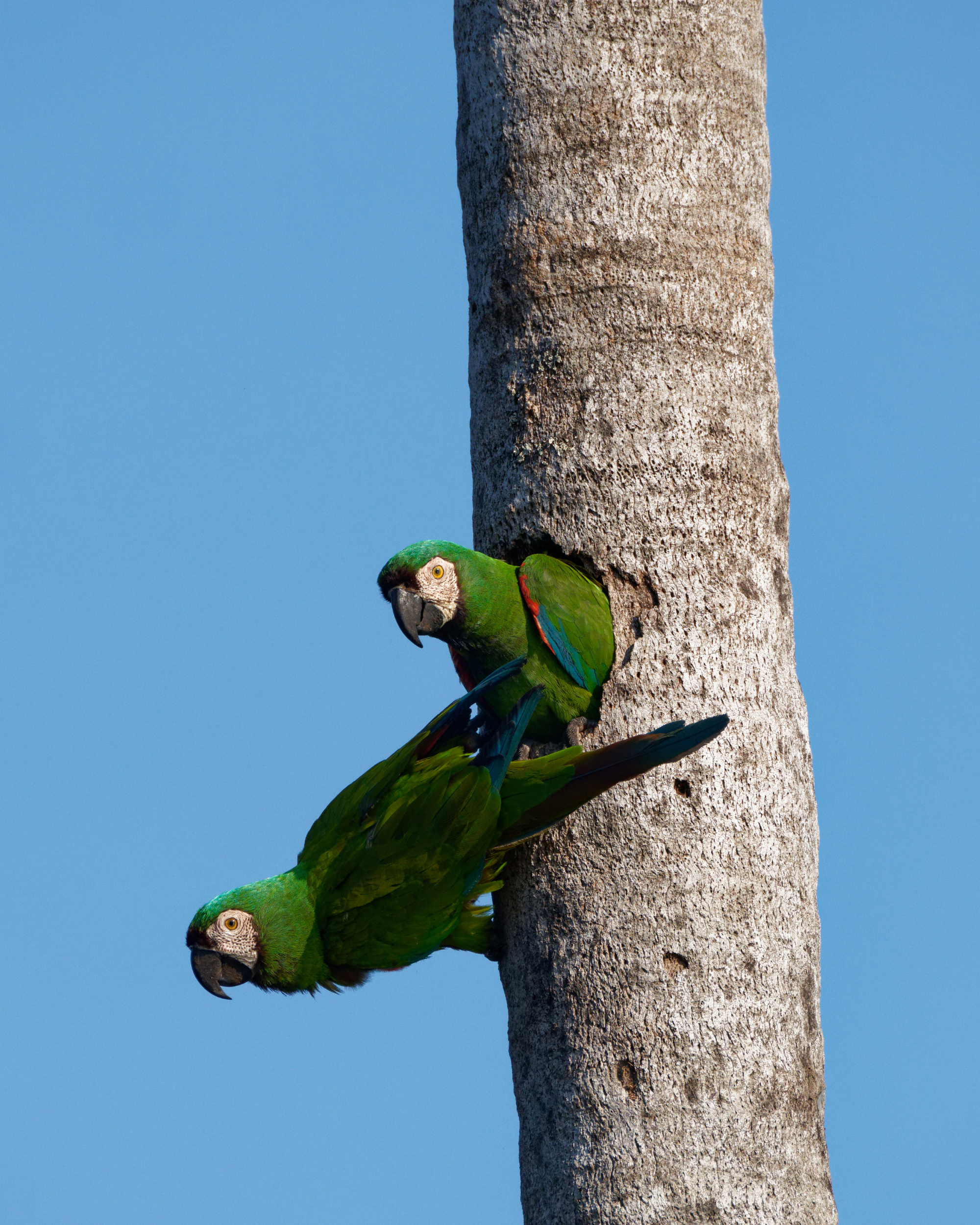 Wild Chestnut-fronted Macaws cling to a palm tree