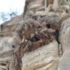 Wild Cliff Parakeets gather on a cliff face
