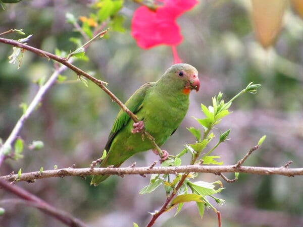 A wild Cobalt-winged Parakeet perches on a branch