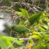 Wild Cobalt-winged Parakeets climb around in a tree