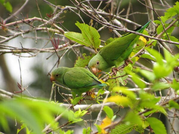 Wild Cobalt-winged Parakeets climb around in a tree
