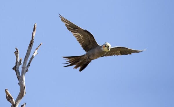 A wild Cockatiel in flight