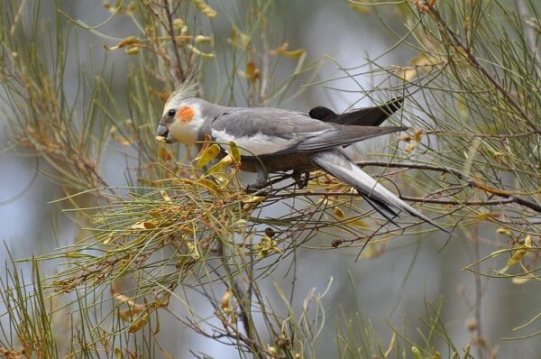 A wild Cockatiel forages in a tree