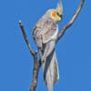 © Larry Hubble CC BY-NC-ND 2.0 via Flickr A wild Cockatiel perches on a branch