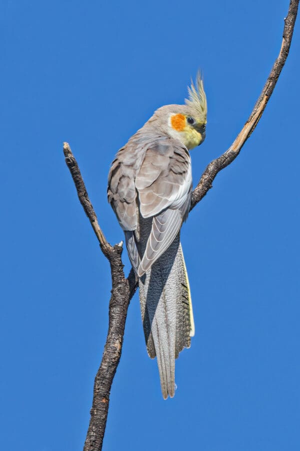 A wild Cockatiel perches on a branch
