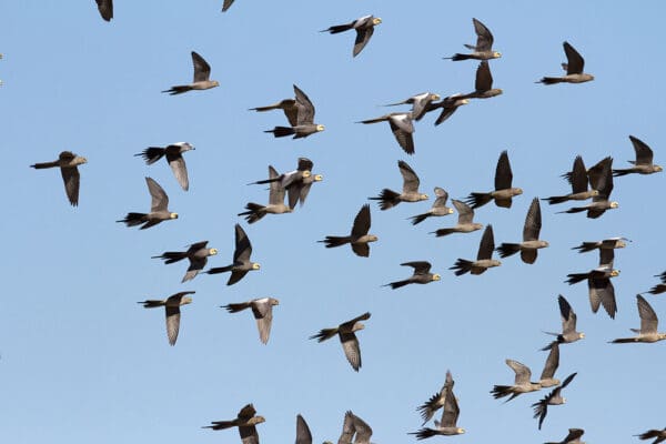 A flock of wild Cockatiels in flight