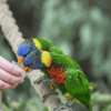 Coconut Lorikeets feed on nectar in a cup