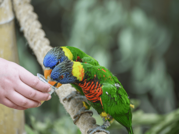 Coconut Lorikeets feed on nectar in a cup
