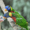Coconut Lorikeets feed on nectar in a cup
