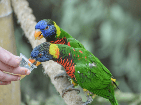 Coconut Lorikeets feed on nectar in a cup