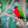 A Collared Lory perches on a branch