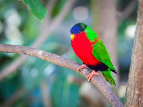 A Collared Lory perches on a branch
