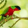 A wild Collared Lory forages in a flowering tree