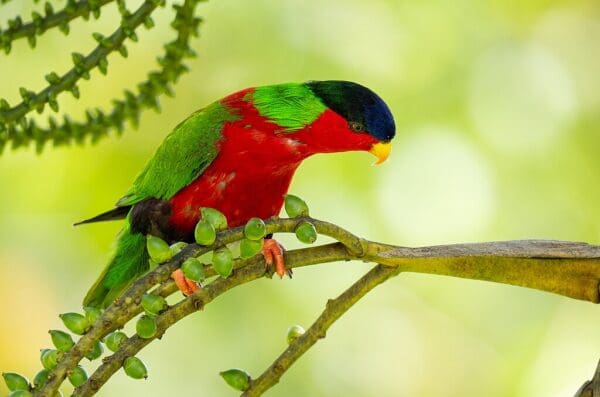 A wild Collared Lory forages in a flowering tree