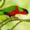 A wild Collared Lory forages in a flowering tree