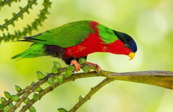 A wild Collared Lory forages in a flowering tree