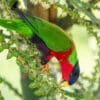 A wild Collared Lory forages in a flowering tree