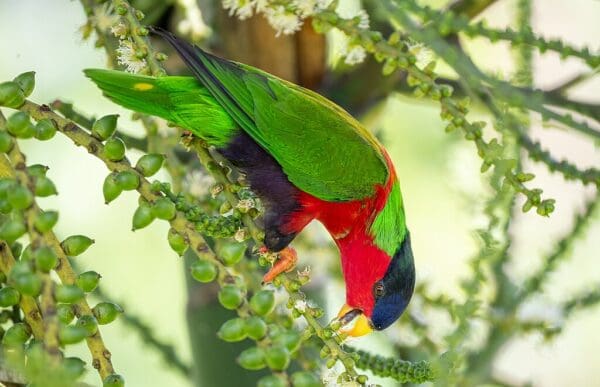 A wild Collared Lory forages in a flowering tree