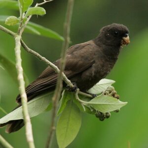 A wild Comoro Black Parrot perches in a tree