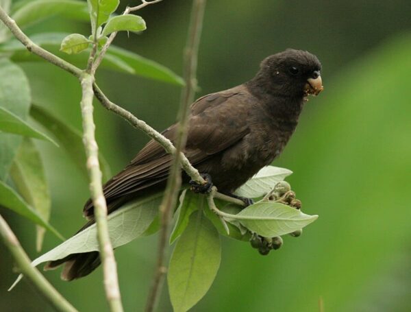 A wild Comoro Black Parrot perches in a tree