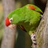 A Cordilleran Conure clings to a tree