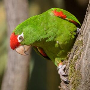 A Cordilleran Conure clings to a tree