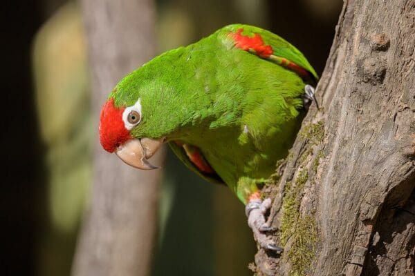 A Cordilleran Conure clings to a tree