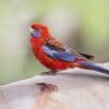 A wild Crimson Rosella perches on a log