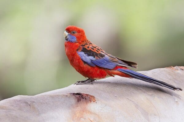 A wild Crimson Rosella perches on a log