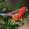 A wild Crimson Rosella feeds in a bush