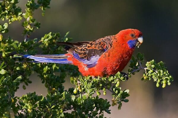 A wild Crimson Rosella feeds in a bush