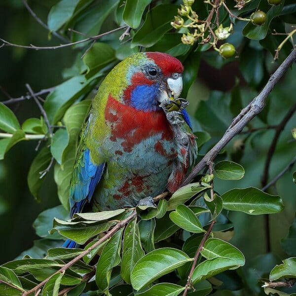 A wild juvenile Crimson Rosella perches in a tree