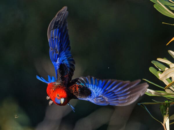 A wild Crimson Rosella in flight