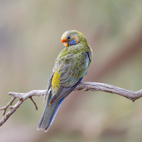 A wild Crimson Rosella perches on a branch