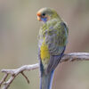 A wild Crimson Rosella perches on a branch