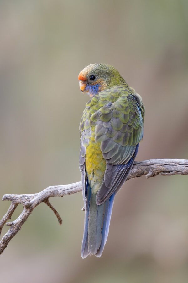 A wild Crimson Rosella perches on a branch