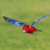 A wild Crimson Rosella in flight
