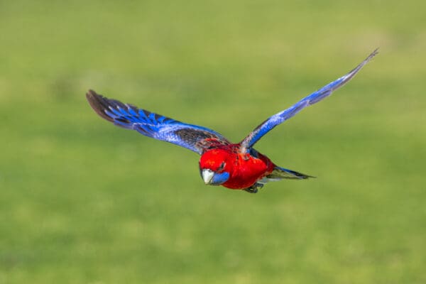 A wild Crimson Rosella in flight