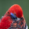 A closeup of a wild Crimson Rosella preening