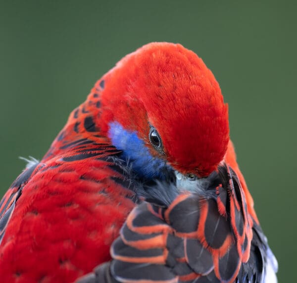 A closeup of a wild Crimson Rosella preening