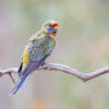 A wild Crimson Rosella perches on a branch