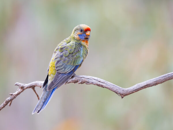 A wild Crimson Rosella perches on a branch