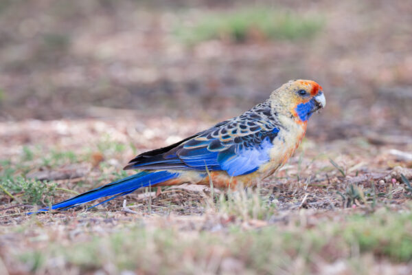 A wild Crimson Rosella forages on the ground