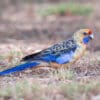A wild Crimson Rosella forages on the ground