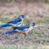 Wild Crimson Rosellas (yellow rosella) forage on the ground