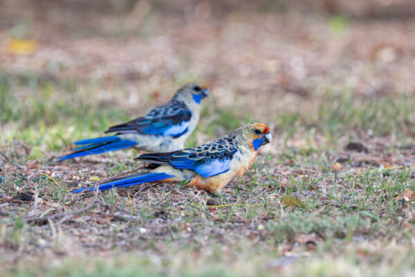 Wild Crimson Rosellas (yellow rosella) forage on the ground