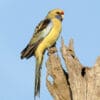 A wild Crimson (yellow) Rosella perches on a snag