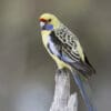 A wild Crimson (yellow) Rosella perches on a snag